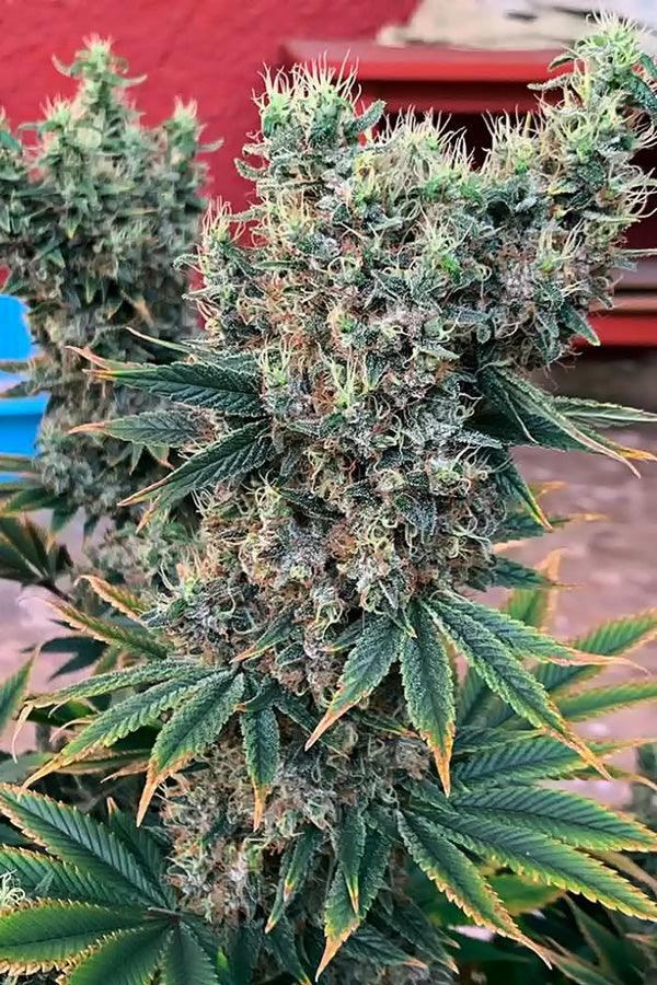 Golden Tiger x Panama (Limited Edition) - Mandala Seeds Shop Ace Seeds