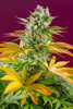Gorilla Girl F1 (Fast Version) - Mandala Seeds Shop Sweet Seeds