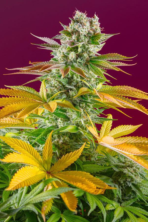 Gorilla Girl F1 (Fast Version) - Mandala Seeds Shop Sweet Seeds