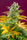 Gorilla Girl F1 (Fast Version) - Mandala Seeds Shop Sweet Seeds