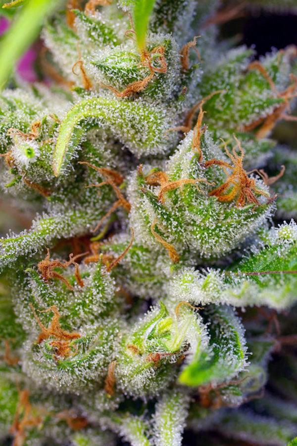 Gorilla Girl - Mandala Seeds Shop Sweet Seeds