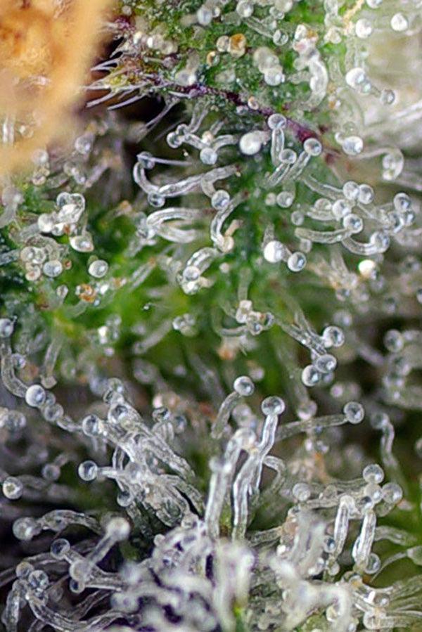 Gorilla Girl - Mandala Seeds Shop Sweet Seeds