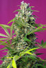 Gorilla Girl - Mandala Seeds Shop Sweet Seeds