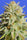 Gorilla Glue #4 - Mandala Seeds Shop Original Sensible Seeds