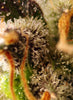 Gorilla Sherbet F1 (Fast Version) - Mandala Seeds Shop Sweet Seeds