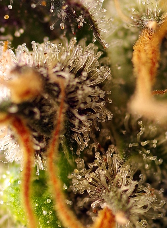 Gorilla Sherbet F1 (Fast Version) - Mandala Seeds Shop Sweet Seeds
