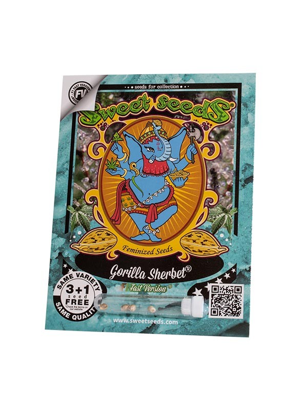 Gorilla Sherbet F1 (Fast Version) - Mandala Seeds Shop Sweet Seeds