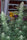 Green Mountain Grape - Mandala Seeds Shop Green Mountain Seeds