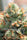 HashTonic (Limited Edition) - Mandala Seeds Shop Ace Seeds