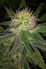 Hawaii Maui Waui - Mandala Seeds Shop Nirvana