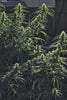 Hawaii Maui Waui - Mandala Seeds Shop Nirvana