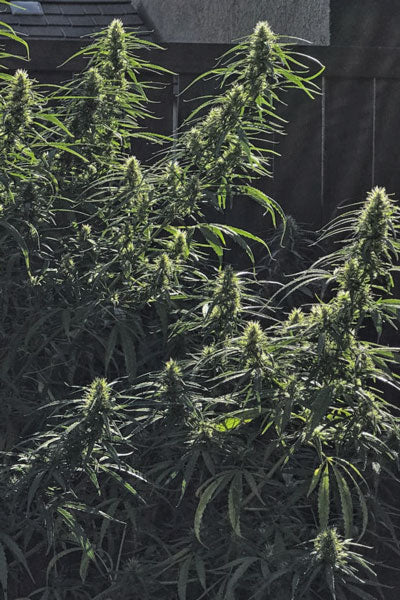 Hawaii Maui Waui - Mandala Seeds Shop Nirvana