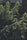Hawaii Maui Waui - Mandala Seeds Shop Nirvana