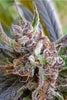 Haze x Kali China - Mandala Seeds Shop Ace Seeds