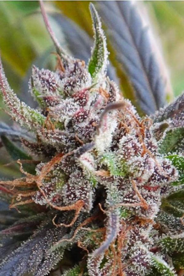 Haze x Kali China - Mandala Seeds Shop Ace Seeds