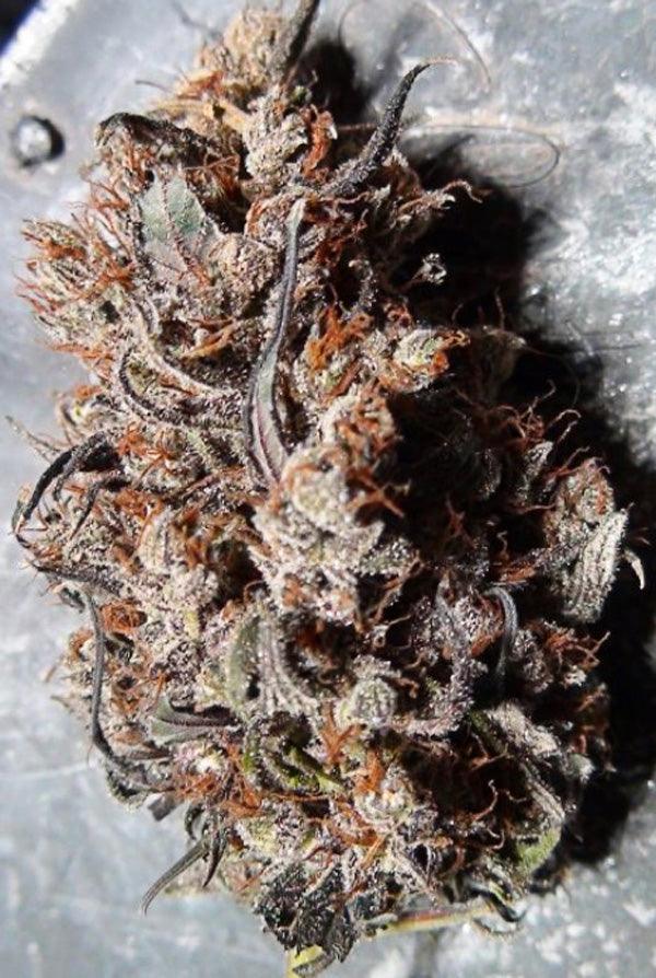 Haze x Kali China - Mandala Seeds Shop Ace Seeds