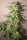 Hokkaido Japan Hemp - Mandala Seeds Shop Ace Seeds