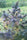 Hokkaido Japan Hemp - Mandala Seeds Shop Ace Seeds