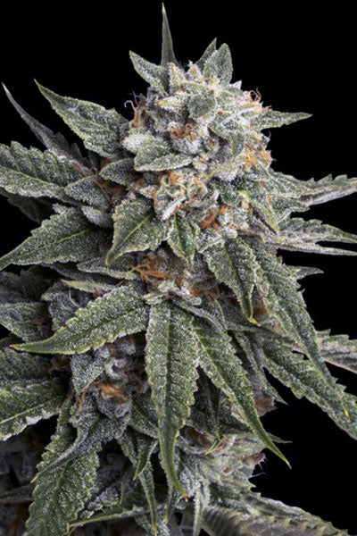 Holy Grail Kush - Mandala Seeds Shop DNA Genetics