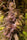 Honduras - Mandala Seeds Shop Ace Seeds