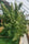 Honduras - Mandala Seeds Shop Ace Seeds
