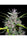 Honduras x Panama - Mandala Seeds Shop Ace Seeds