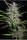 Honduras x Panama - Mandala Seeds Shop Ace Seeds