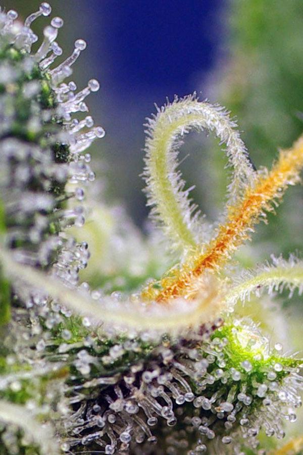 Honey Peach Auto CBD - Mandala Seeds Shop Sweet Seeds