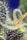 Honey Peach Auto CBD - Mandala Seeds Shop Sweet Seeds