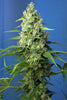 Honey Peach Auto CBD - Mandala Seeds Shop Sweet Seeds