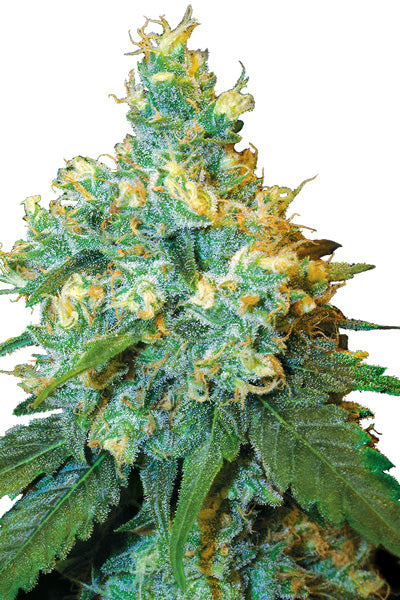 Jack Herer - Mandala Seeds Shop Sensi Seeds