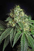 Jesus OG - Mandala Seeds Shop Subcool