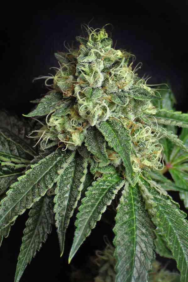 Jesus OG - Mandala Seeds Shop Subcool