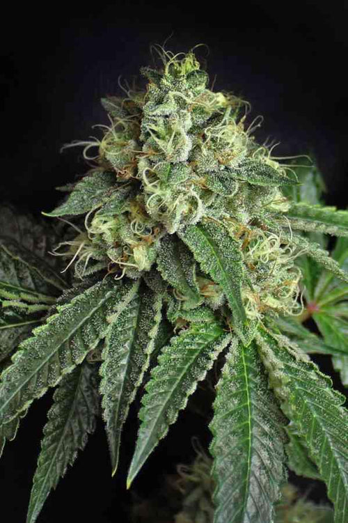 Jesus OG - Mandala Seeds Shop Subcool
