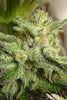 Kali China - Mandala Seeds Shop Ace Seeds