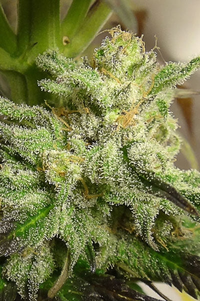 Kali China - Mandala Seeds Shop Ace Seeds