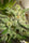 Kali China - Mandala Seeds Shop Ace Seeds