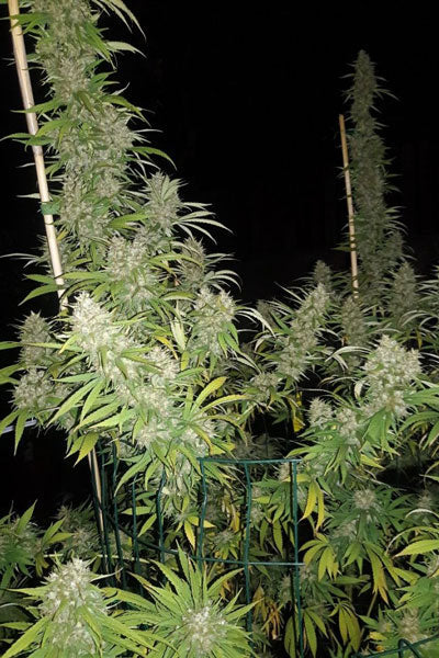 Kali China - Mandala Seeds Shop Ace Seeds