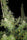 Kali China - Mandala Seeds Shop Ace Seeds