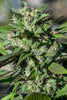 Kali China - Mandala Seeds Shop Ace Seeds