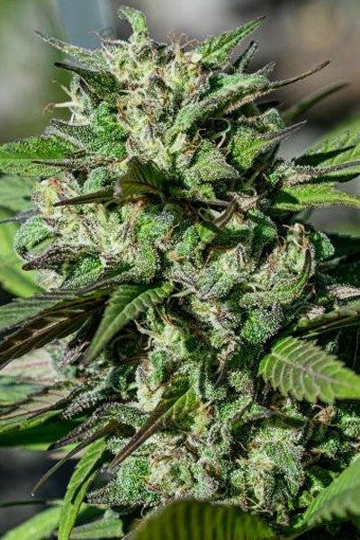 Kali China - Mandala Seeds Shop Ace Seeds