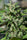 Kali China - Mandala Seeds Shop Ace Seeds