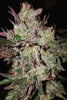 Kali China - Mandala Seeds Shop Ace Seeds