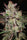 Kali China - Mandala Seeds Shop Ace Seeds