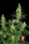 Kali Mist - Mandala Seeds Shop Serious Seeds