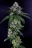 Ken's Kush - Mandala Seeds Shop GDG