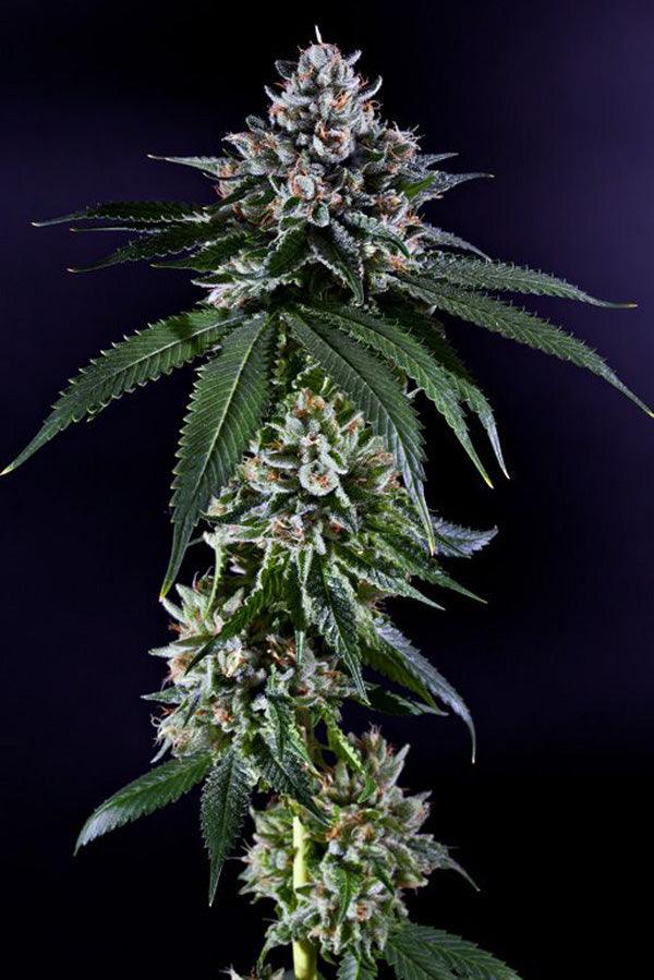 Ken's Kush - Mandala Seeds Shop GDG