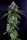 Ken's Kush - Mandala Seeds Shop GDG
