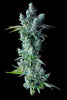 Kosher Dawg - Mandala Seeds Shop DNA Genetics