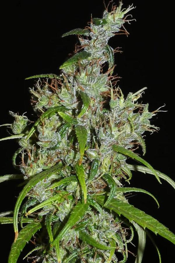 Kullu Valley - Mandala Seeds Shop Khalifa Genetics